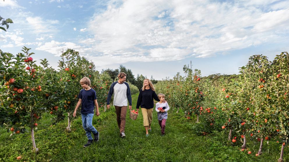 Fruit Picking Guide for Bilpin Orchard