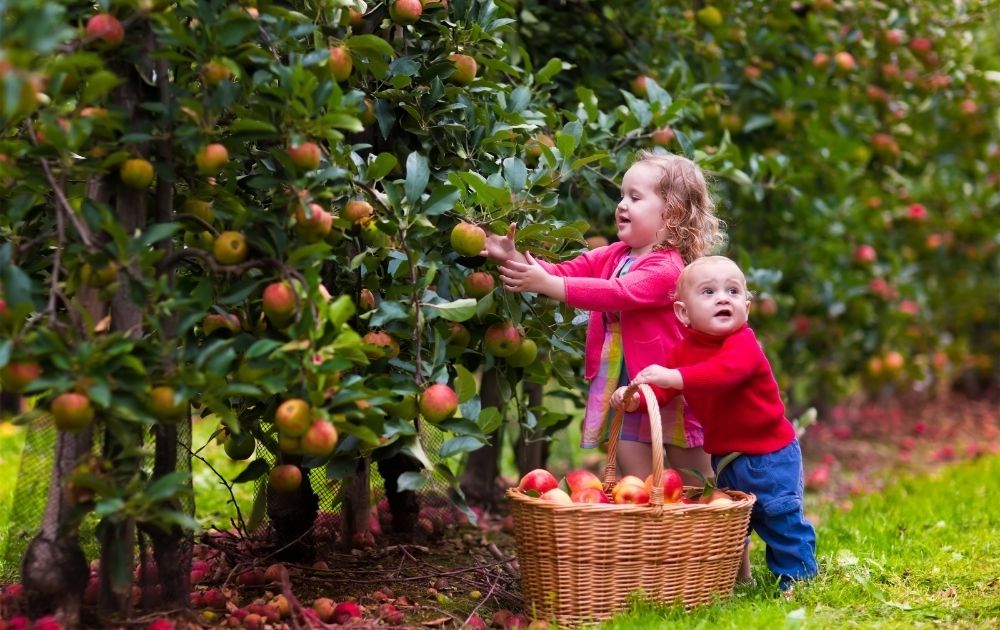 Exploring Bilpin Orchard: A Fruit Picking Experience