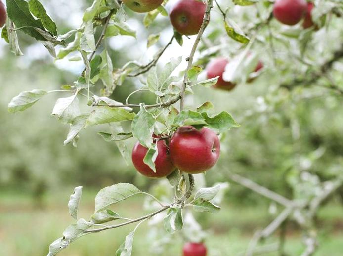 Discover Bilpin Orchard: A Fruit Picking Guide