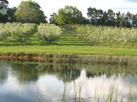 Bilpin Orchard: Tips for Successful Fruit Picking