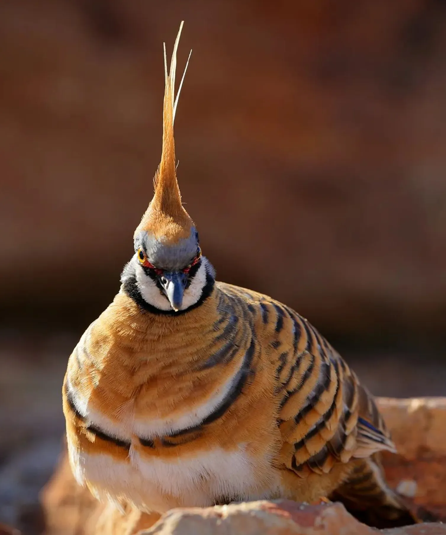 Bird Species Kings Canyon