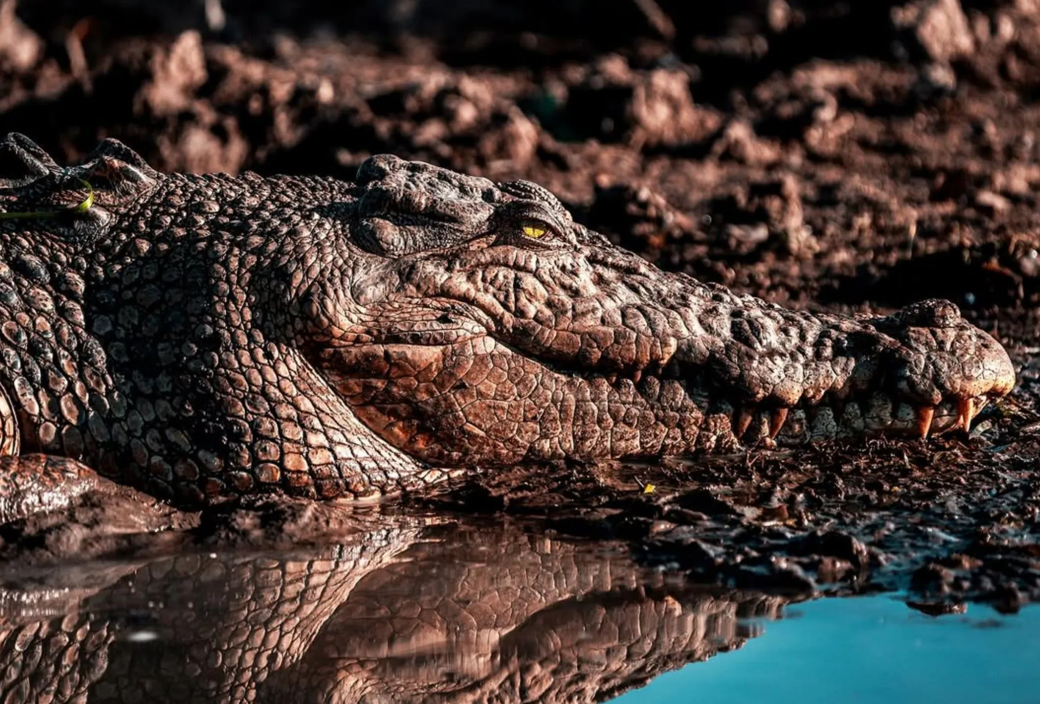 Kakadu Wildlife