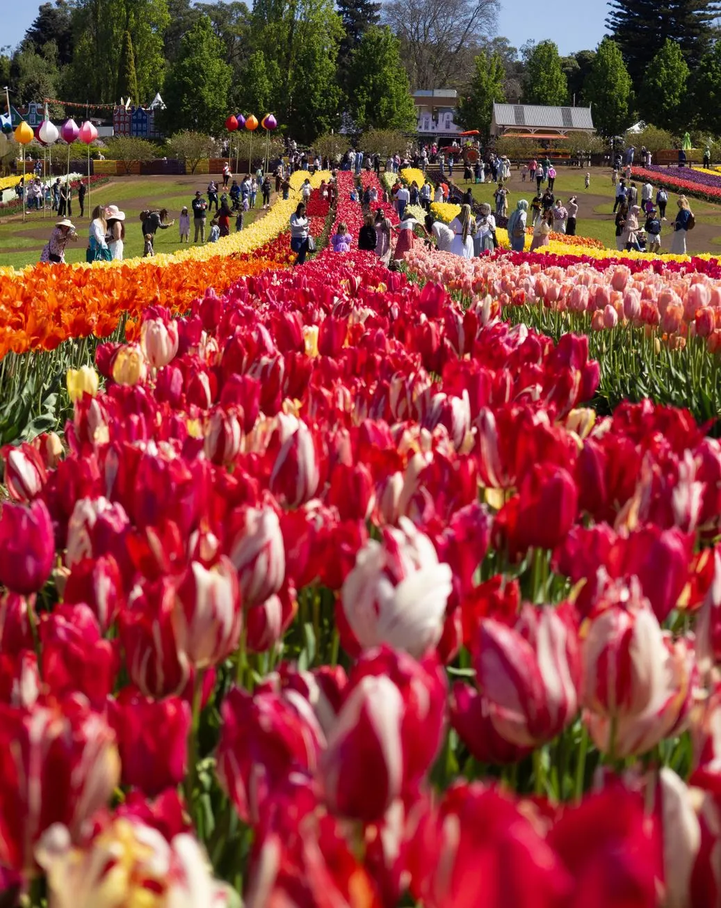 Tesselaar Tulip Festival