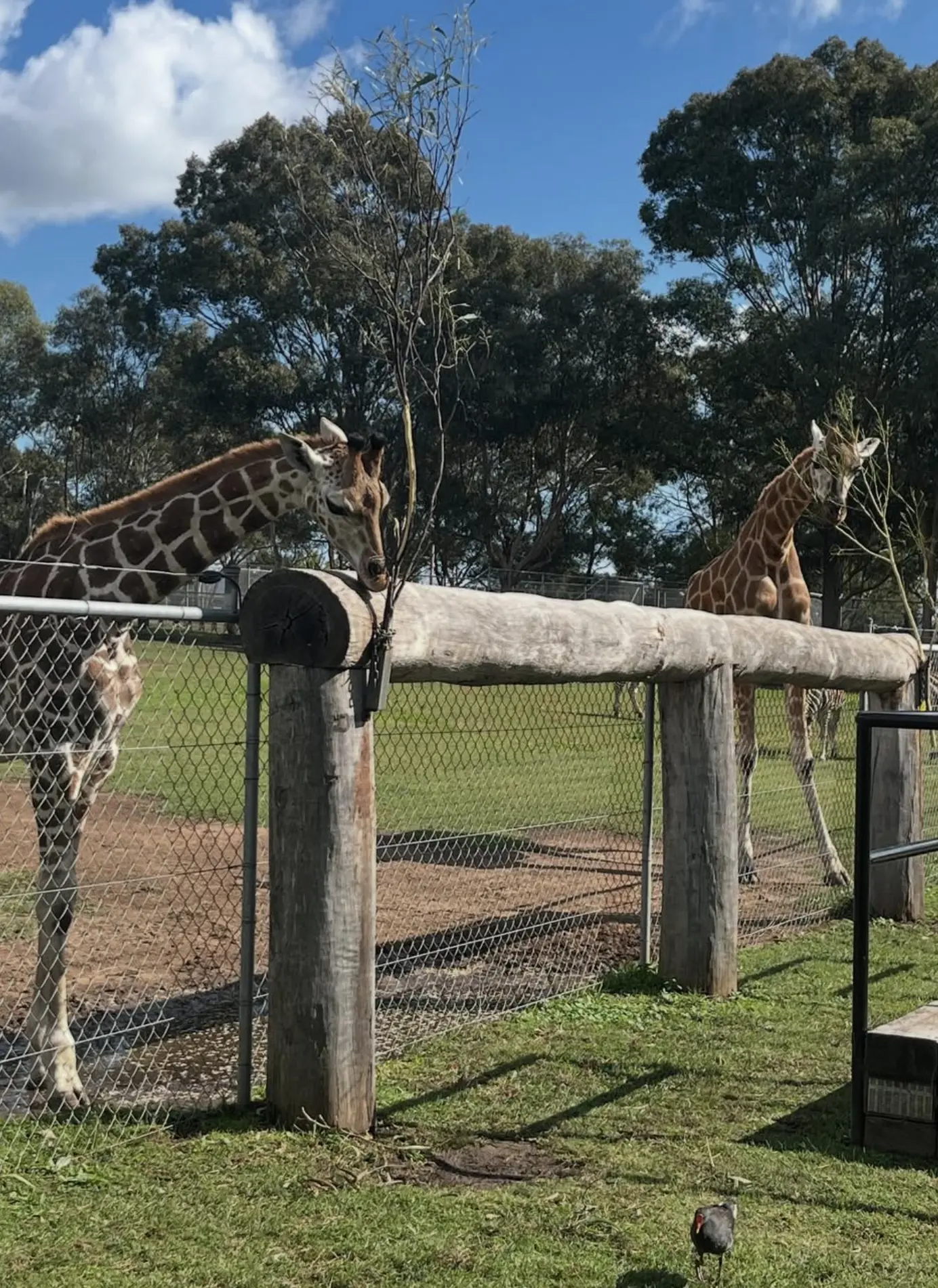Hunter Valley Zoo opening hours