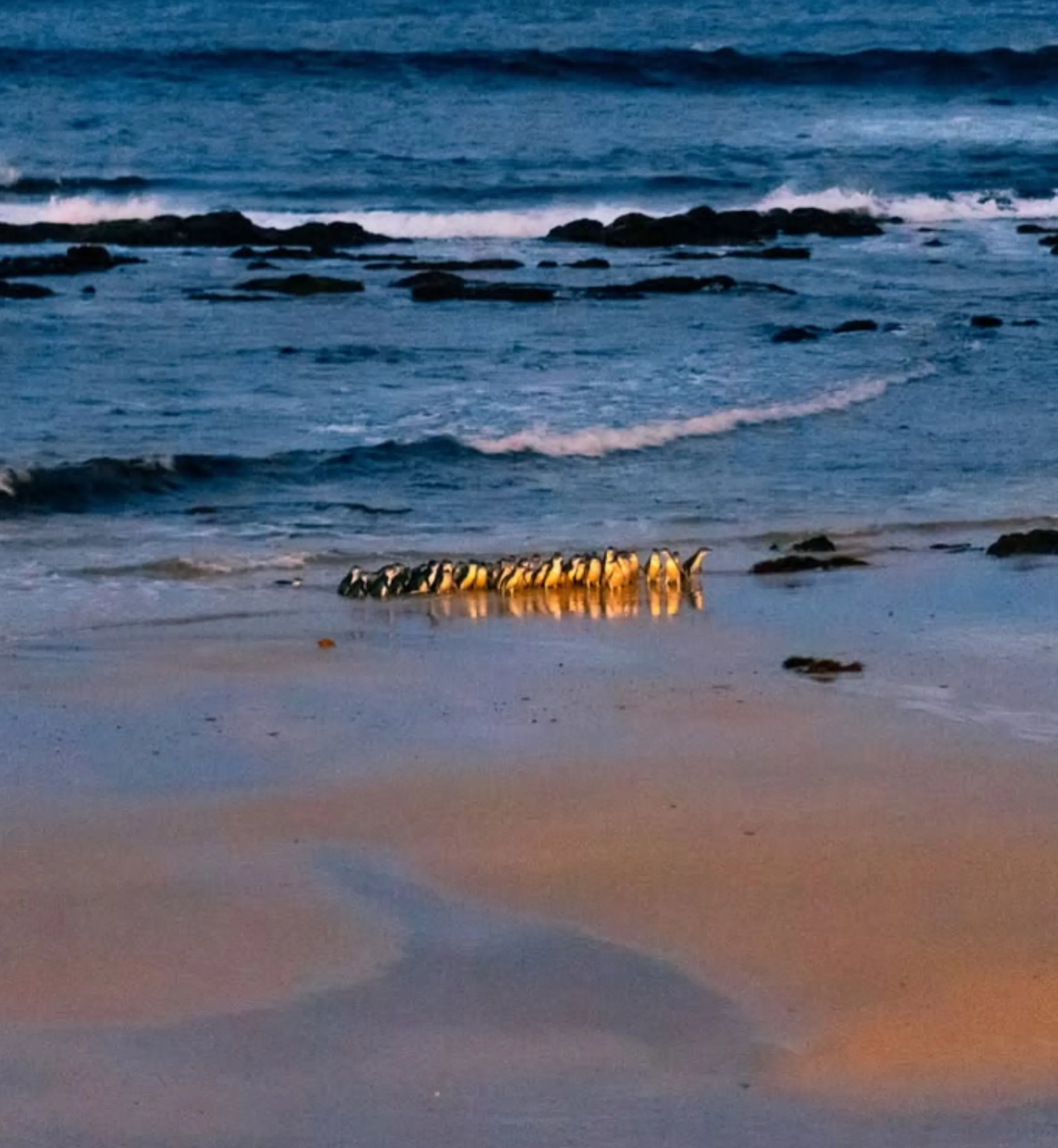 Phillip Island day tour