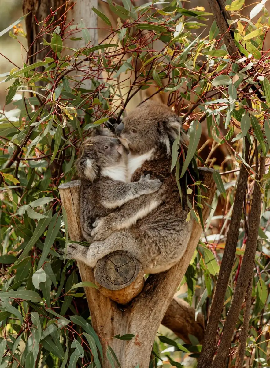 Great Ocean Road trips