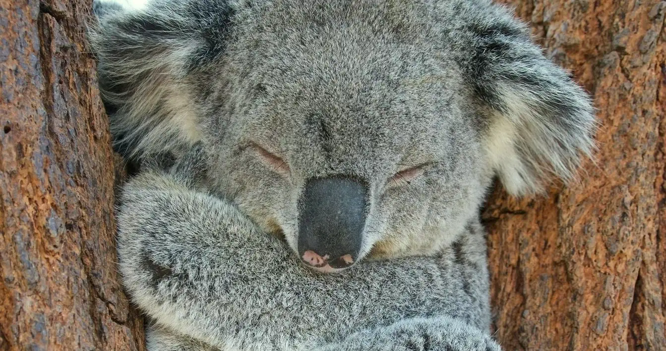 When a Koala Needs Help