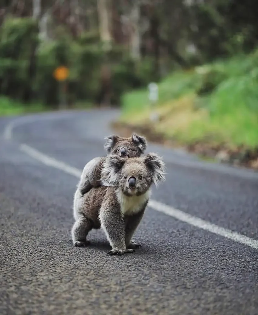 Why Are People Still Stopping In The Middle Of The Road For Koalas