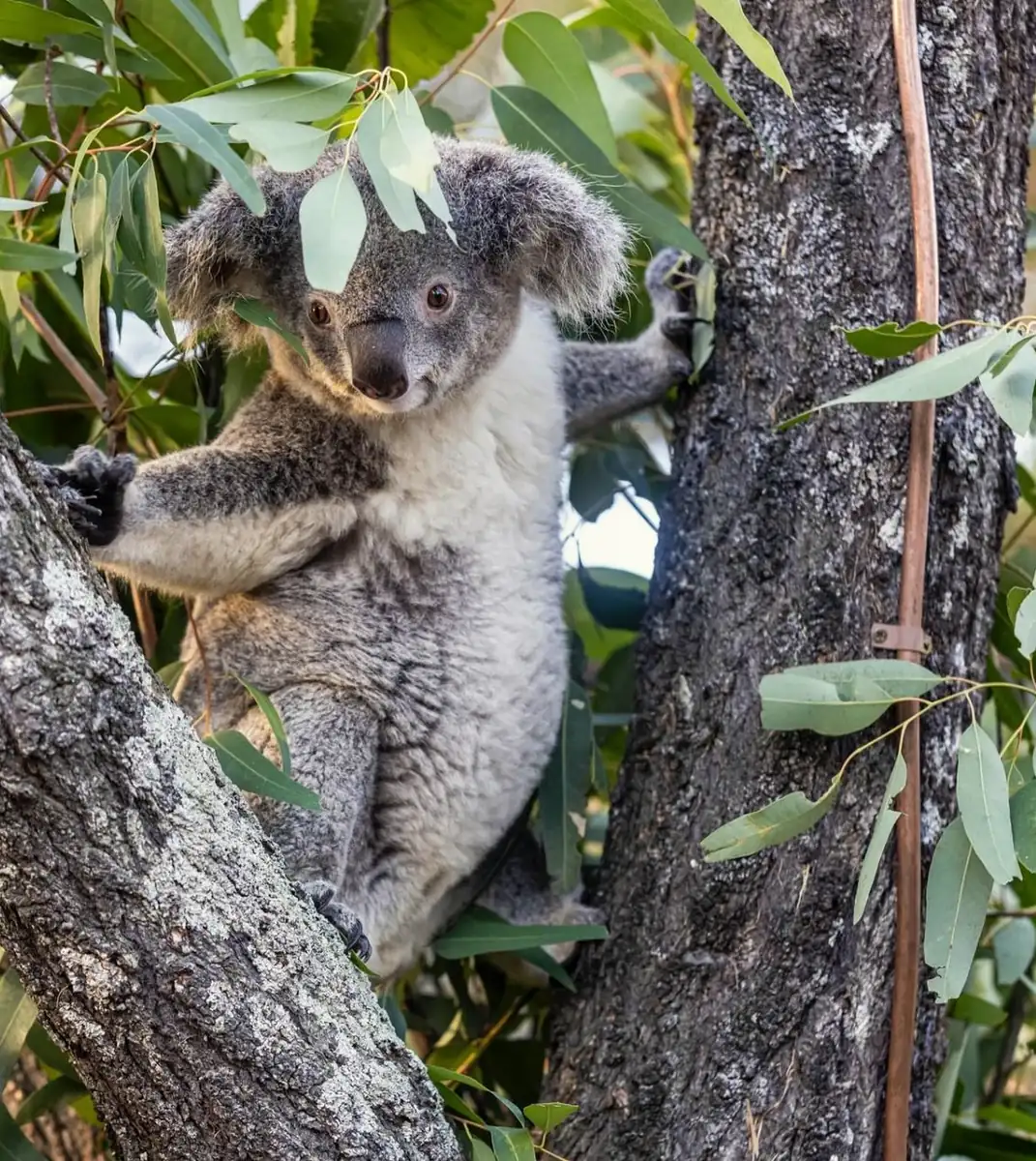 Why Koalas Are Stuck on the Road